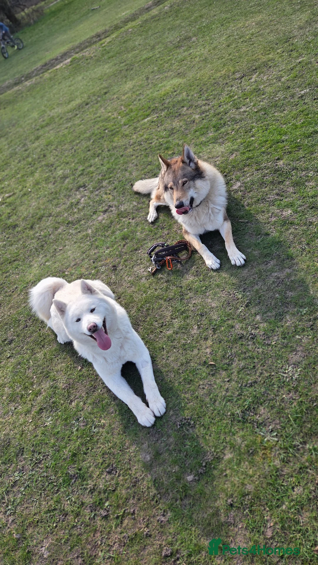 Mixed Breed dogs for sale: Wolfdog/Akita pupy (1 boy) - Advert 8