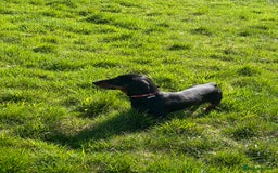 Miniature Dachshund dogs for stud: Miniature Black and Tan (crufts qualified) in Bridge of Weir - Image 3