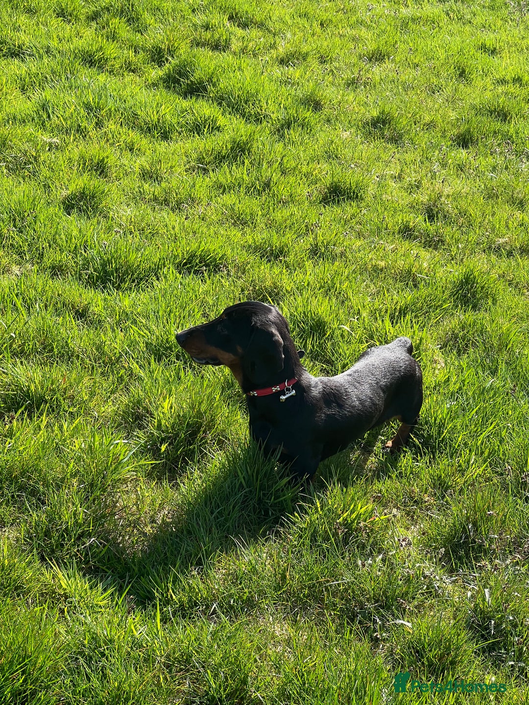 Miniature Dachshund dogs for stud: Miniature Black and Tan (crufts qualified) in Bridge of Weir - Image 3