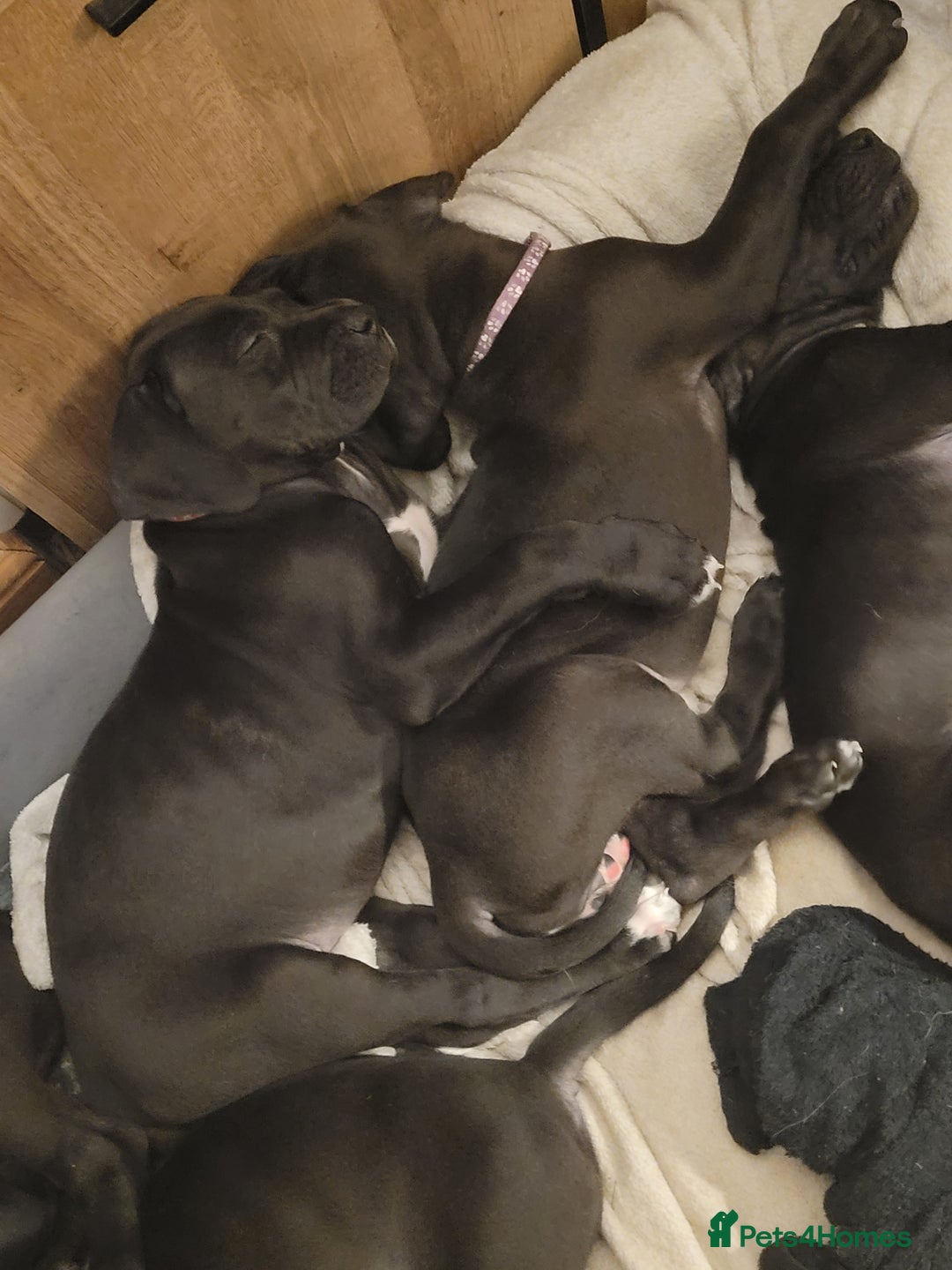 Great Dane dogs for sale: Only 2 beautiful Great Dane girls left. Ready now - Advert 12