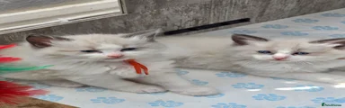 Ragdoll 1