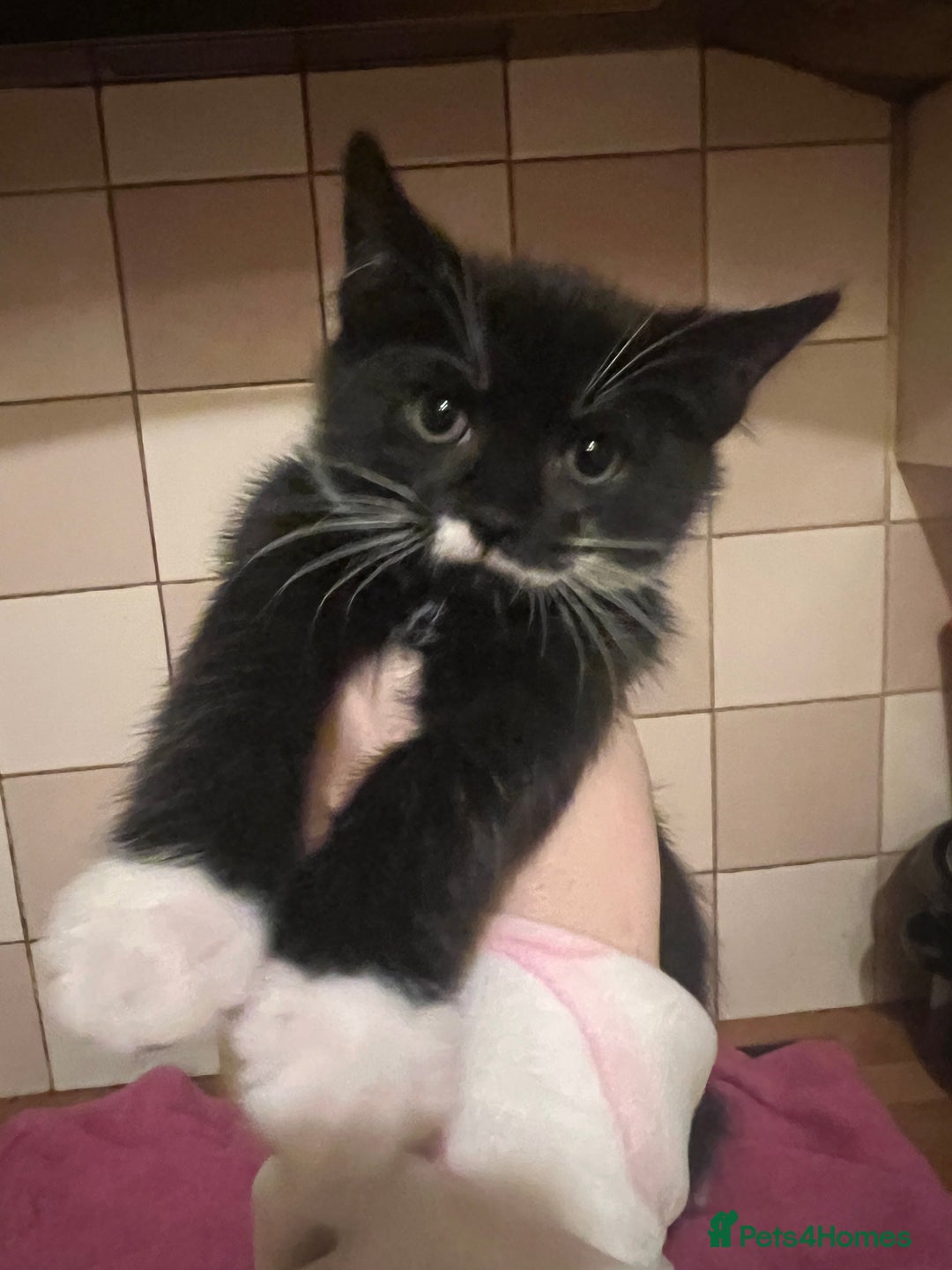 Domestic Shorthair cats for sale: Beautiful boy available  - Advert 3