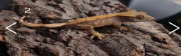 Gecko reptiles for sale: Juvenile Crested Geckos with full Lineage - Advert 8