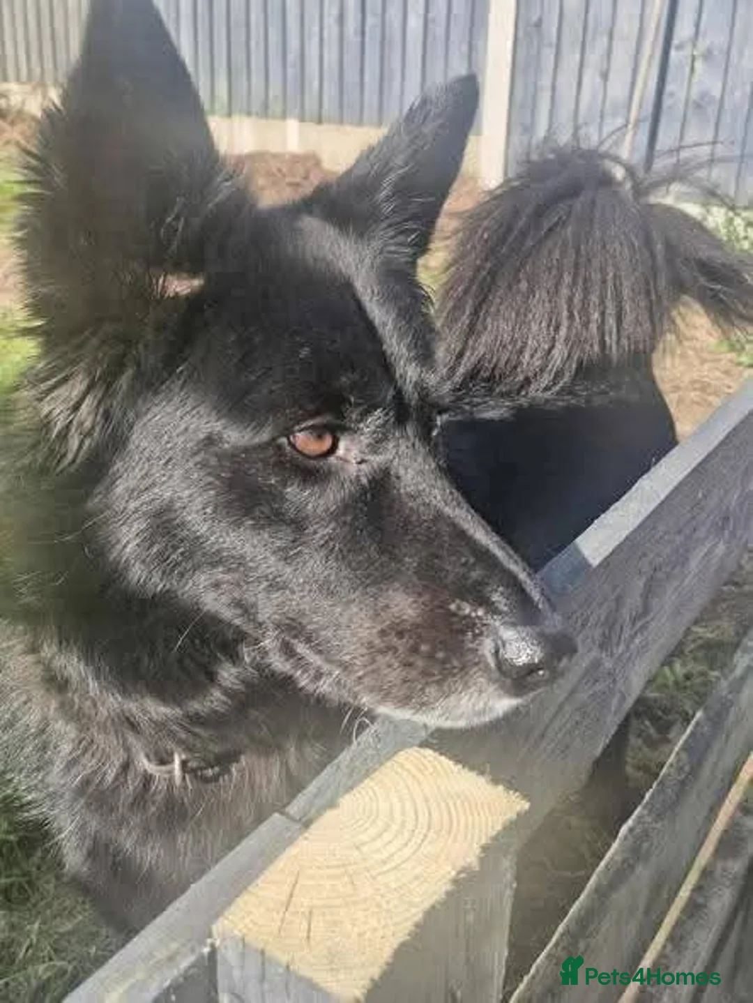Mixed Breed dogs for adoption: Meet Bear, currently residing in Staffordshire - Advert 2