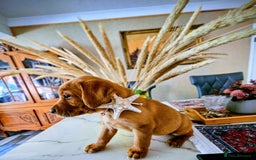 Labrador Retriever dogs for sale: Red Fox Labrador . Ready to Leave 😘 - Image 8