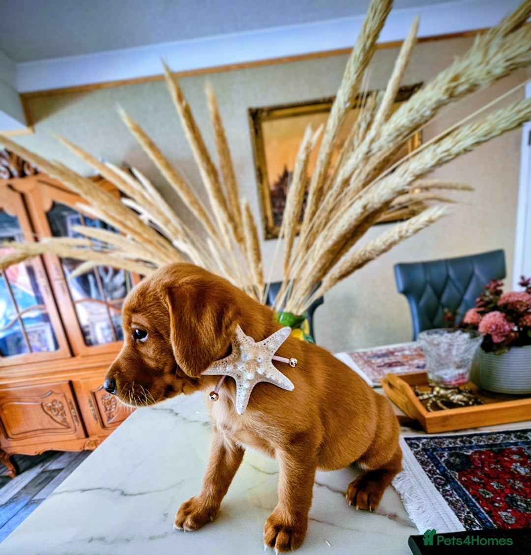Labrador Retriever dogs for sale: Red Fox Labrador . Ready to Leave 😘 - Image 8