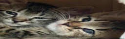 Mixed Breed cats for sale: Beautiful Bonded Tabby Boys – Reggie & Ronnie  - Advert 1