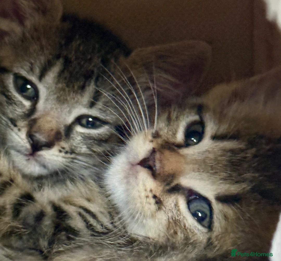 Mixed Breed cats for sale: Beautiful Bonded Tabby Boys – Reggie & Ronnie  - Advert 1