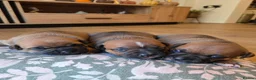 Staffordshire Bull Terrier dogs for sale: Staffordshire bull terier red puppies  - Advert 17