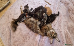 Maine Coon cats for sale: Beautiful Mainecoon X  9 kittens  - Image 3