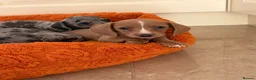 Dachshund dogs for sale: Miniature dachshund - Advert 9