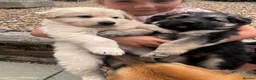 German Shepherd dogs for sale: Top Quality German Shephard one girl left - Advert 11