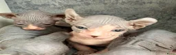 Sphynx cats for sale: Just 2 gorgeous boys left now - Advert 20