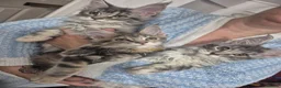 Maine Coon cats for sale: Mainecoon kittens tica registered dna clear  - Advert 12