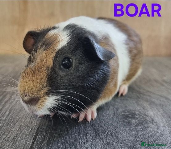 Guinea Pig rodents Beautiful Baby guinea pigs for sale  - Advert 15