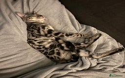 Bengal cats for sale: Silver rosetted Bengal🐆 - Image 7