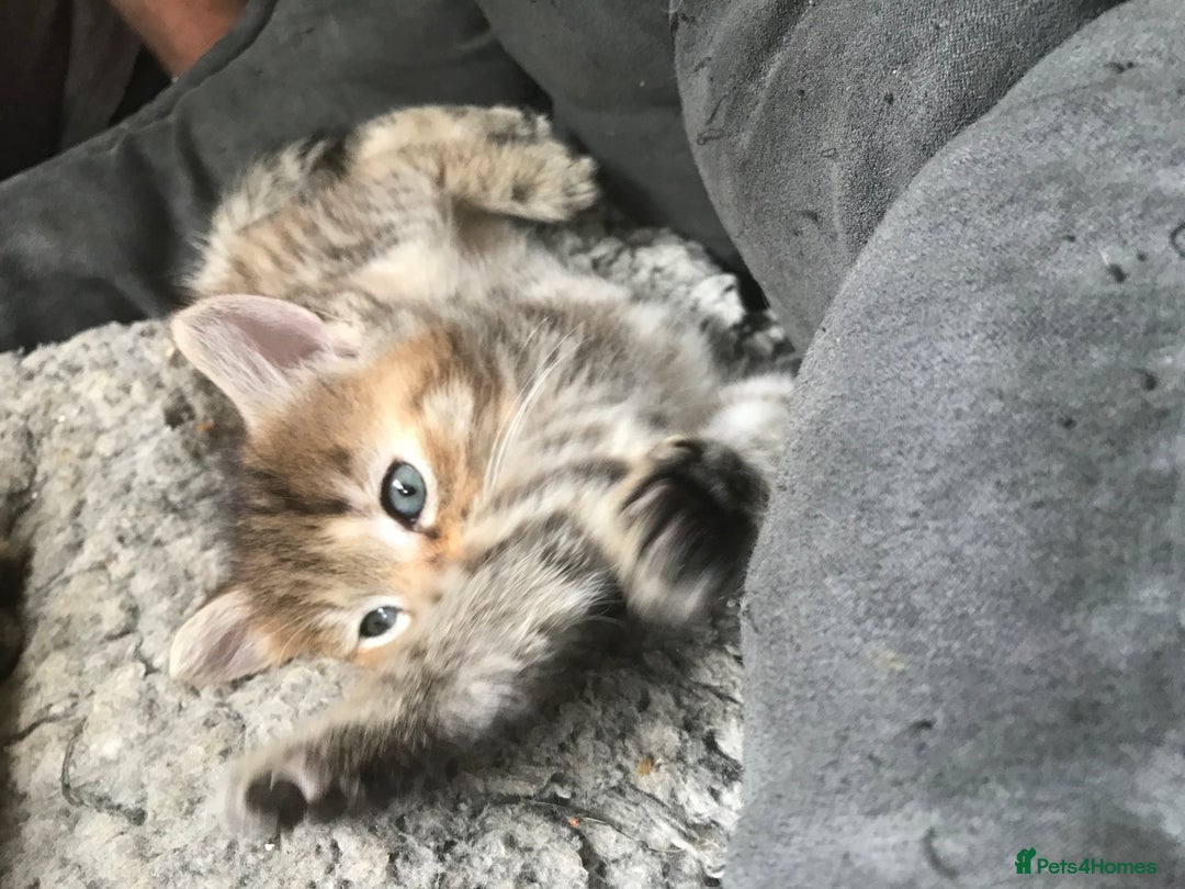 Mixed Breed cats for sale:  Fluffy Ginger Boy & Fluffy Tabby Girl Kitten - Image 18