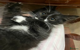 Mixed Breed cats for sale: Beautiful baby kittens 💕 - Image 11