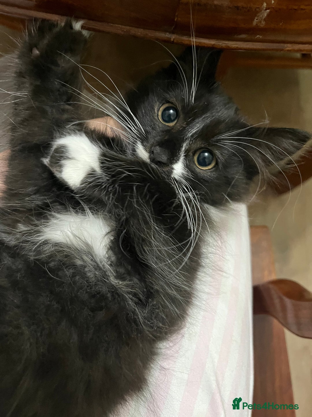 Mixed Breed cats for sale: Beautiful baby kittens 💕 - Image 11