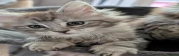 Maine Coon cats for sale: Ready soon. Tica Registered Maine coon Kittens  - Advert 21