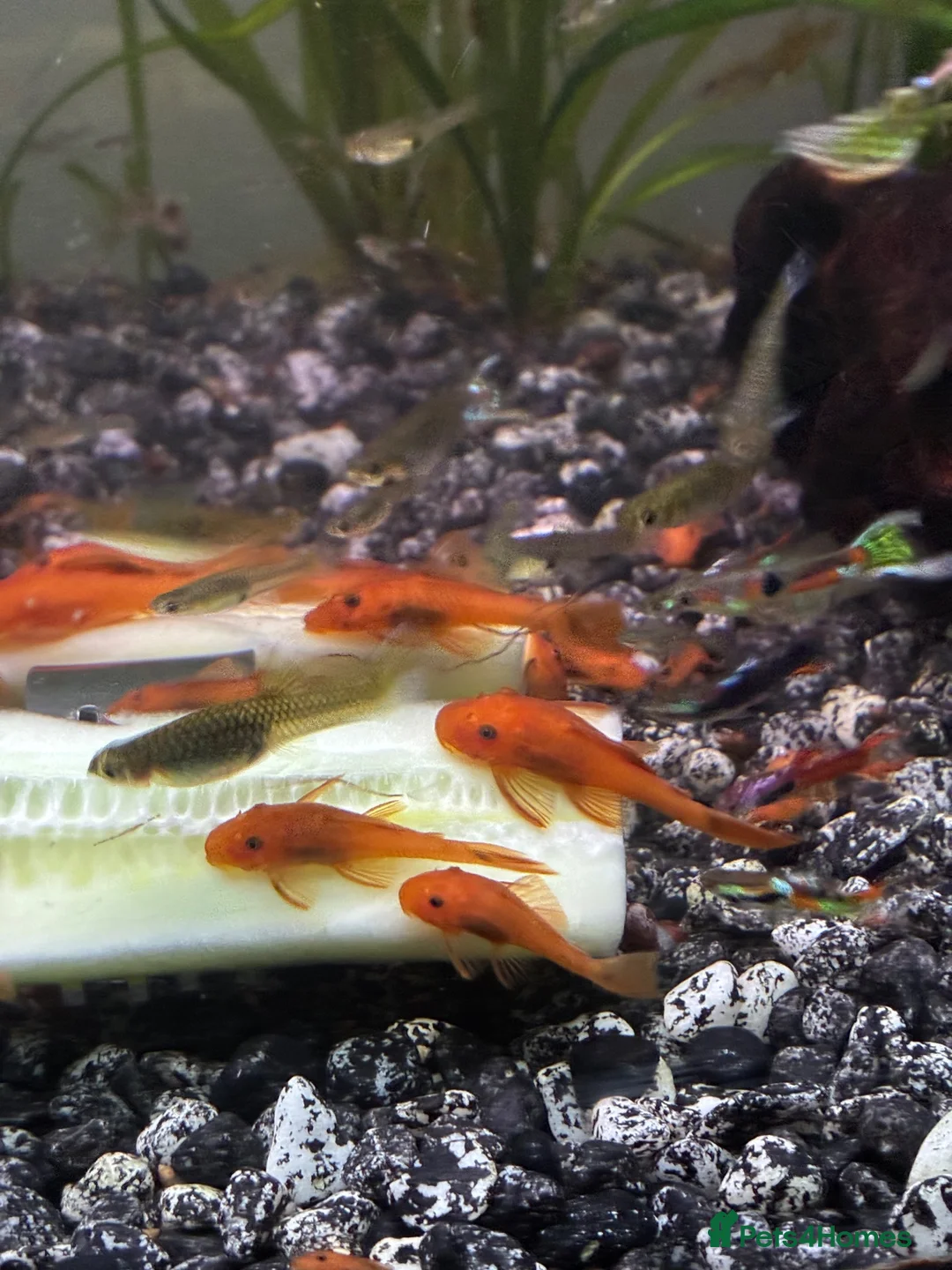 Plecos fish for sale: Super red bristlenose plecos  in Morden - Advert 2