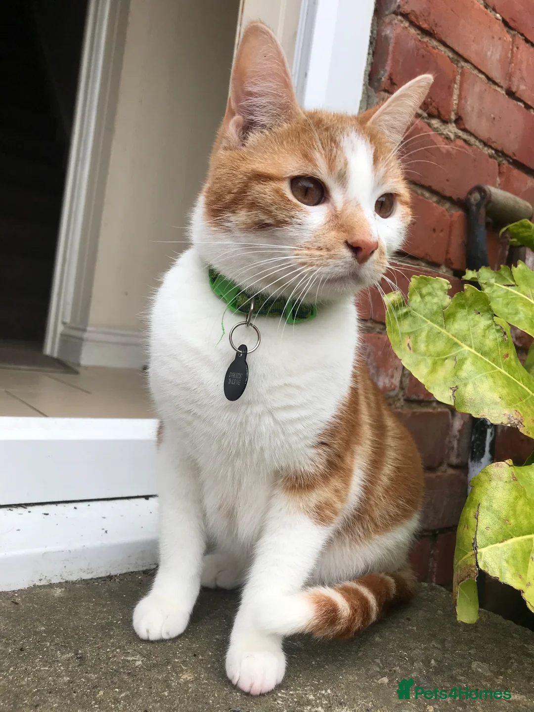 Domestic Shorthair cats for sale: 7 year old boy. - Advert 3