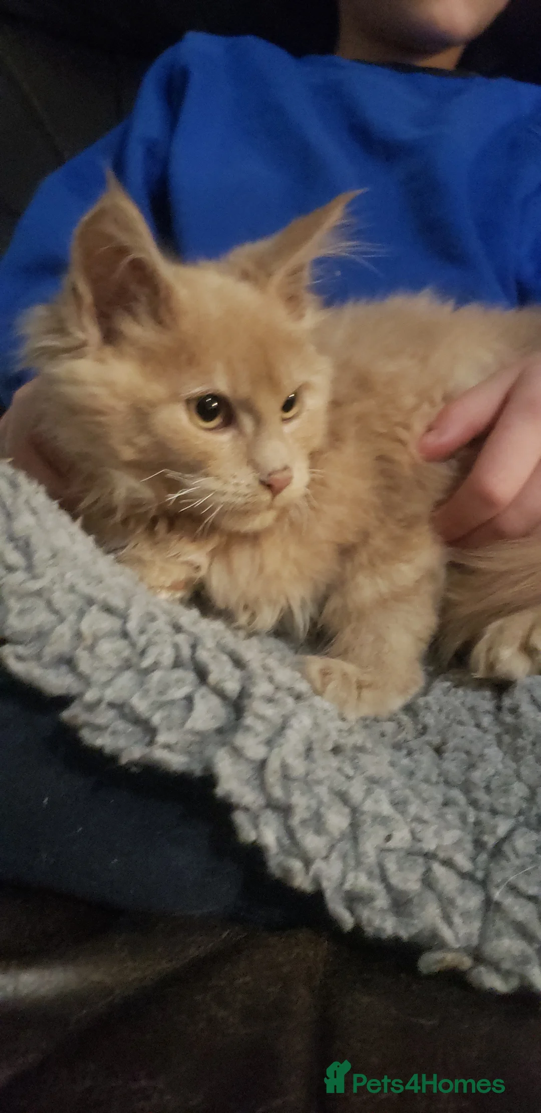 Maine Coon cats for sale: TICA Registration Pending Maine Coons - Advert 8