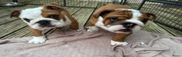 English Bulldog dogs for sale: Beautifully bred English bulldogs  - Advert 8