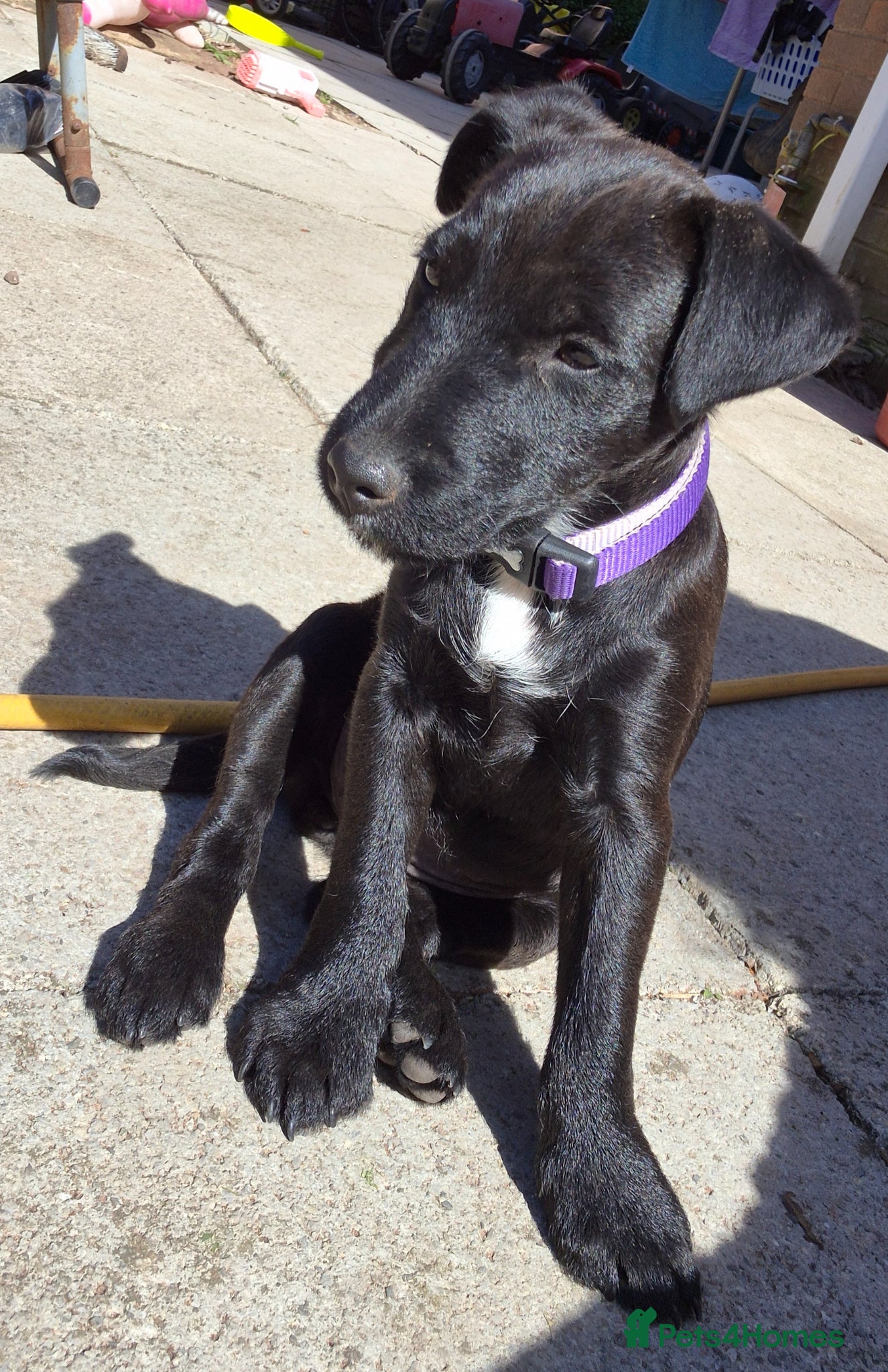 Mixed Breed dogs 5 Lakeland Terriers X for sale  - Advert 2