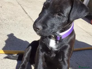 Mixed Breed dogs 5 Lakeland Terriers X for sale - Advert 6