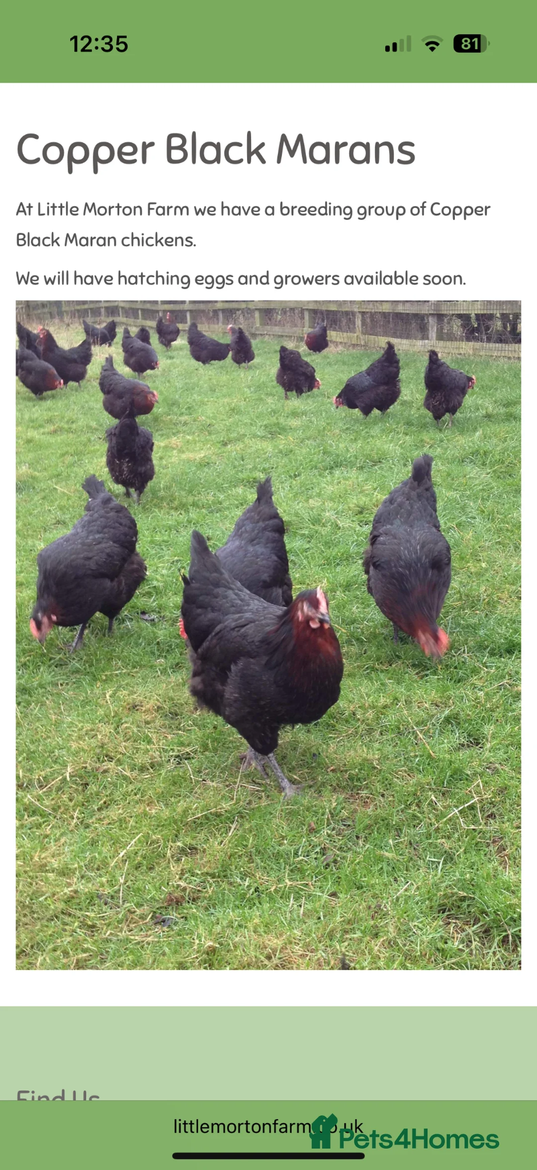 Chickens poultry for sale: Copper black maran laying in Nottingham - Advert 2