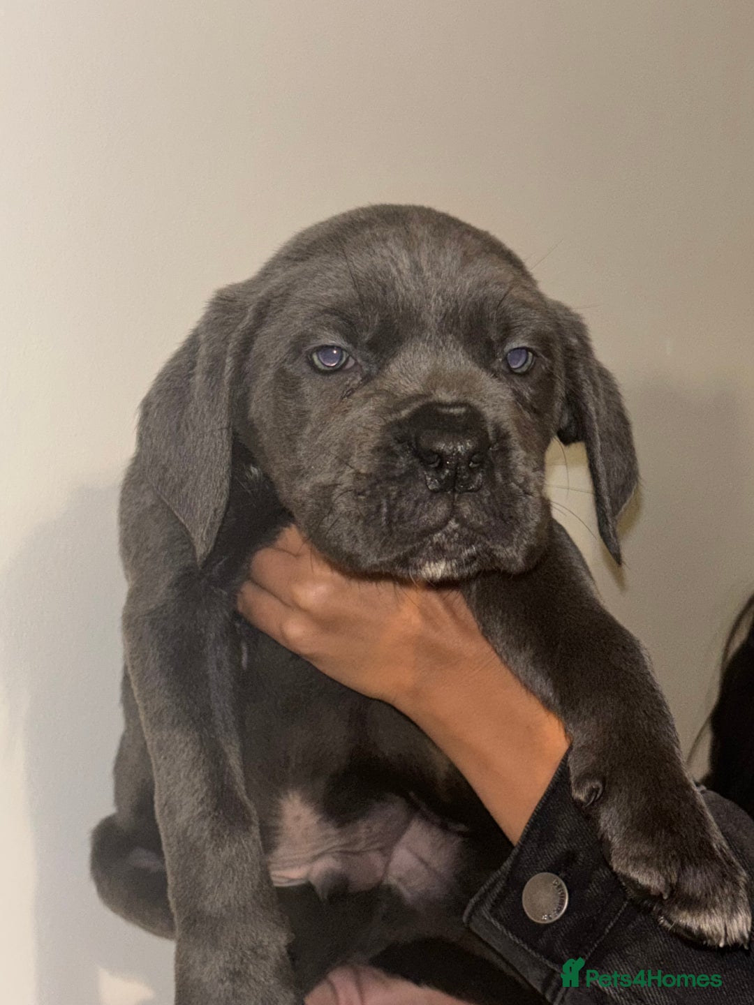 Cane Corso dogs for sale: Cane Corso Puppies **5 Male 2Female Left** - Advert 2