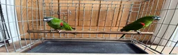 Macaws birds for sale: A pair of Hahns macaw in Basildon - Advert 2