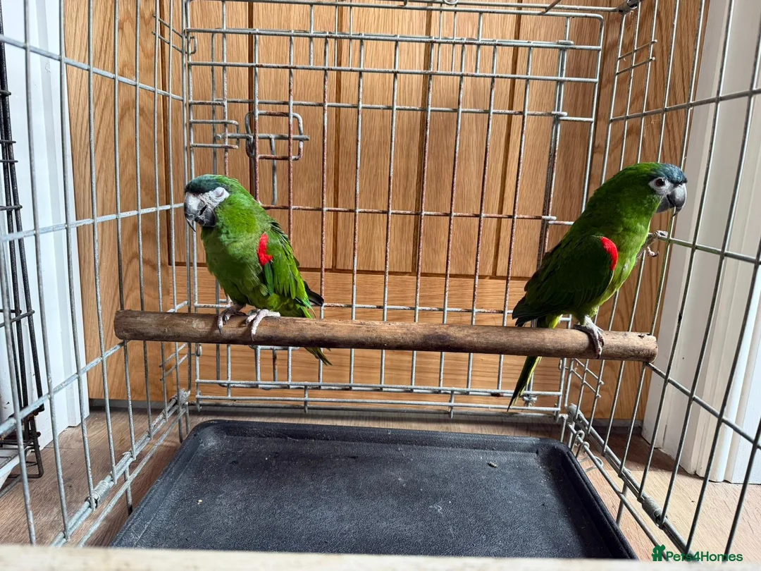 Macaws birds for sale: A pair of Hahns macaw in Basildon - Advert 2