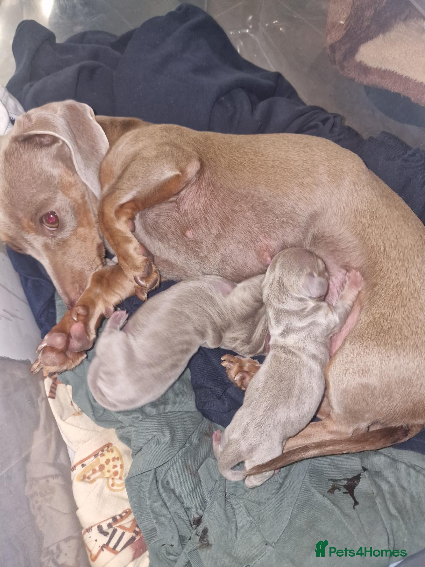 Miniature Dachshund dogs 2  miniature Dachshund puppies  - Advert 10