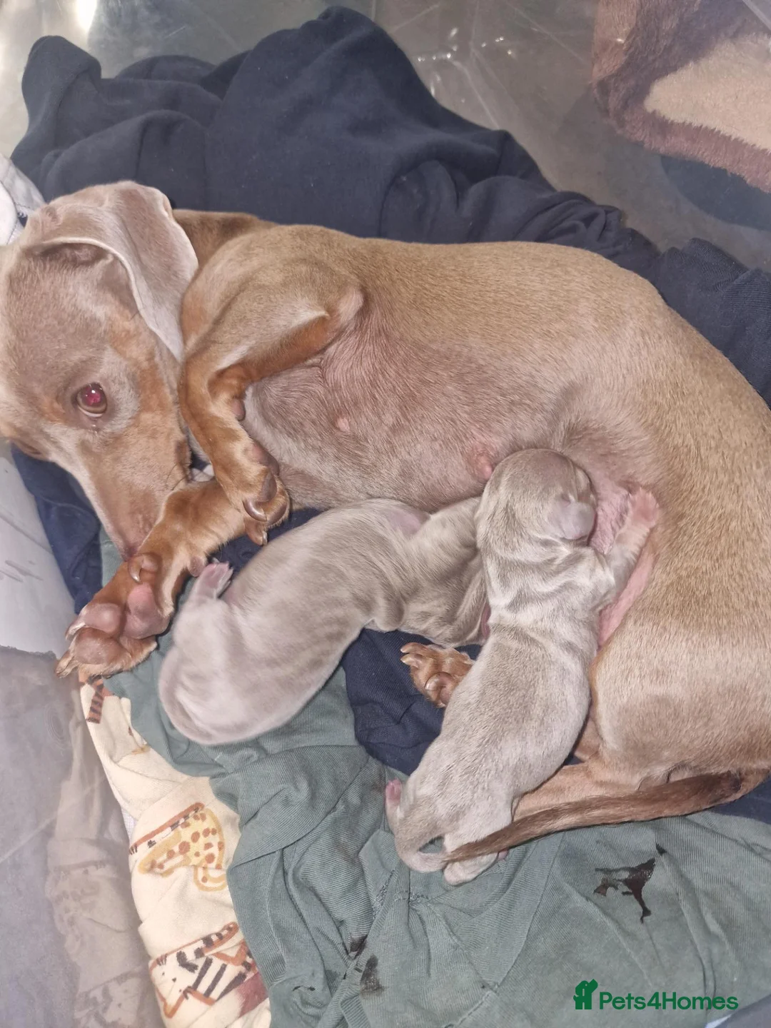 Miniature Dachshund dogs for sale: 2  miniature Dachshund puppies  - Advert 1