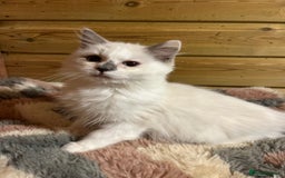 Ragdoll cats for sale: Tica Cherubim ragdoll kittens ready now  - Image 8