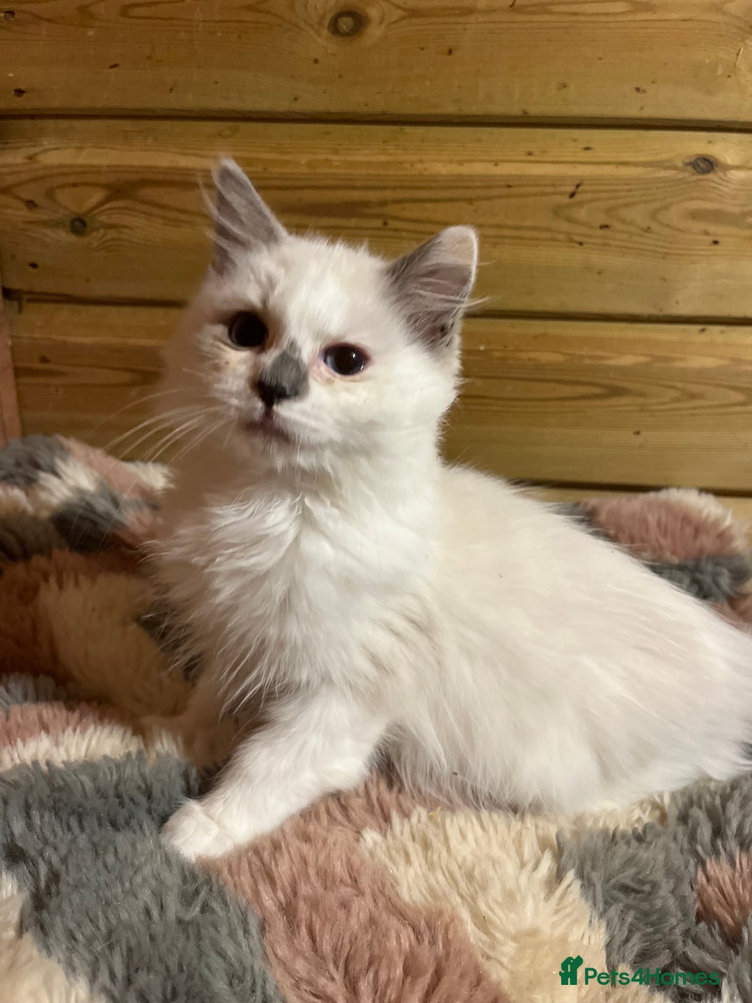 Ragdoll cats for sale: Tica Cherubim ragdoll kittens ready now  - Image 8