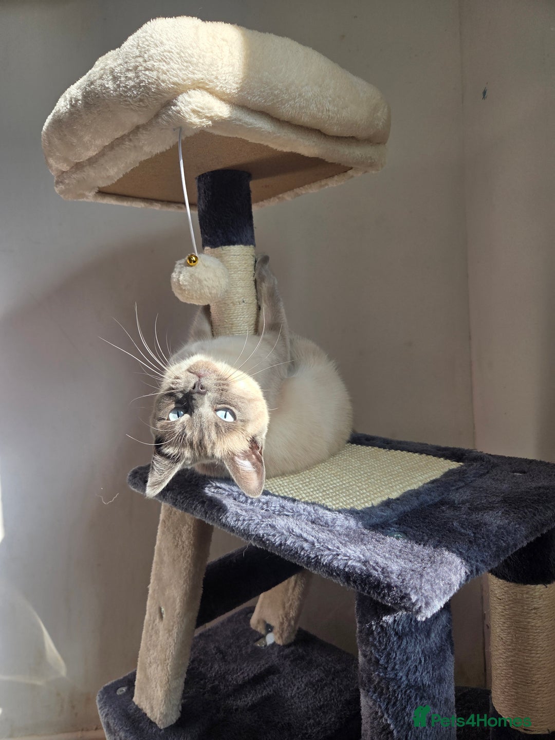 Ragdoll cats for sale: Female Ragdoll- READ DESCRIPTION - Image 6
