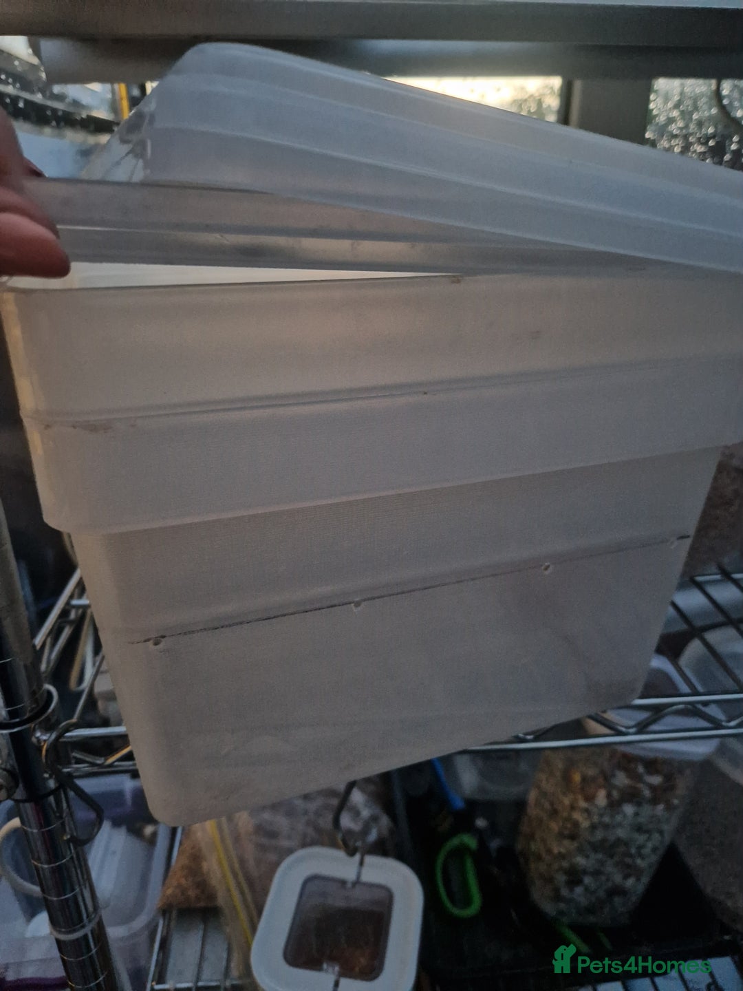 Quail poultry for sale: Mealworm farm for quail or other pets - Image 4