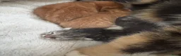 Mixed Breed cats for sale: Beautiful litter - Advert 15