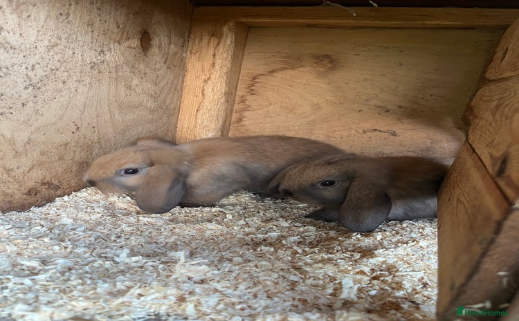 Mini Lop rabbits - Advert 2