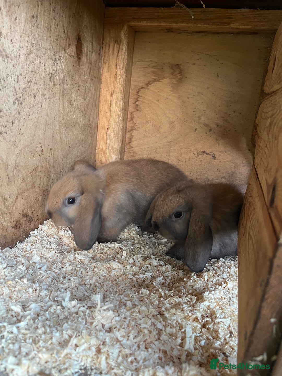 Mini Lop rabbits for sale: Mini lop bunnies  - Image 1