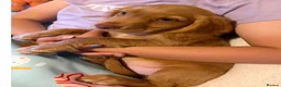 Cocker Spaniel dogs for sale: KC Registered Working Cocker Spaniels - Advert 7