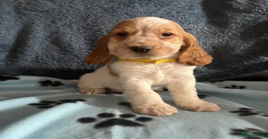 Cocker Spaniel dogs - Advert 10