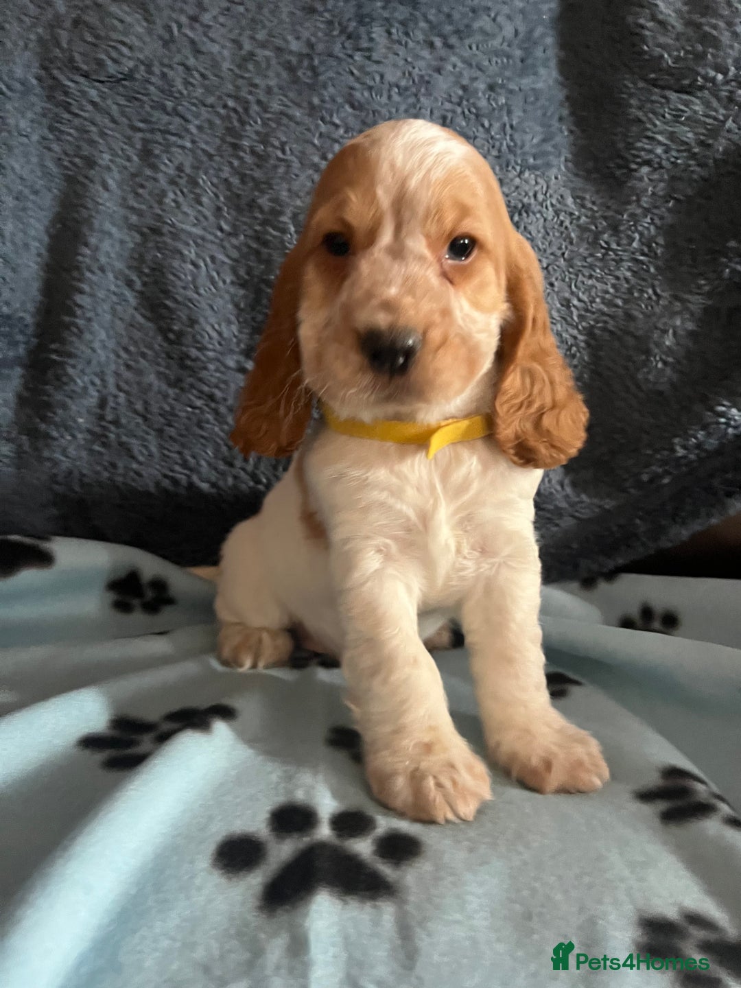 Cocker Spaniel dogs for sale: Stunning show type cocker spaniel puppies  - Image 2