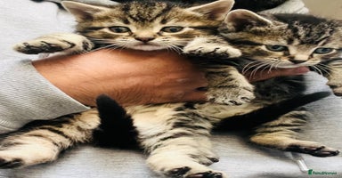 Mixed Breed cats Stunning Bengal x Ragdoll kittens ready now - Advert 8