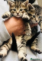 Mixed Breed cats Stunning Bengal x Ragdoll kittens ready now - Advert 11