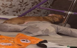 Mixed Breed dogs for sale: Schweenies - Image 11