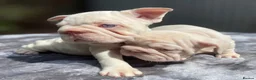 French Bulldog dogs for sale: 7 beautiful French bulldog puppies  - Advert 16